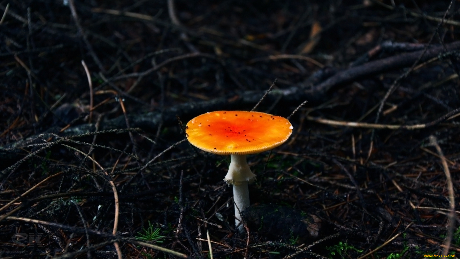 , , , , 